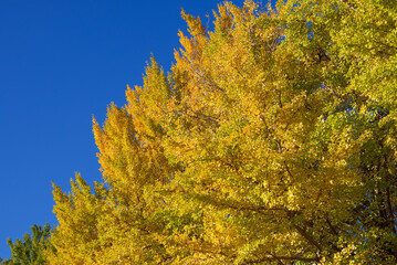 青空を背景に映える黄葉したイチョウ並木の葉のグラデーション