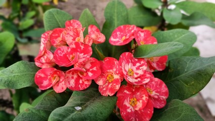 Red flower isolated, Euphorbia milii Is a species of flowering plant in the spurge family Euphorbiaciae, native to Madagascar.