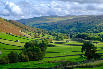 Vibrant early autumn landscape view of Swaledale drystone walls and barns between Keld and Muker in The Yorkshire Dales, UK