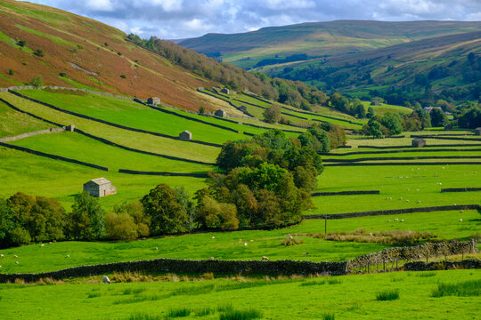 Vibrant early autumn landscape view of Swaledale drystone walls and barns between Keld and Muker in The Yorkshire Dales, UK