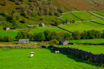 Vibrant early autumn landscape view of Swaledale drystone walls and barns between Keld and Muker in The Yorkshire Dales, UK