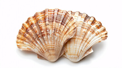 Fototapeta premium Top View of Scallops Shell: A scallops shell viewed from the top, isolated on a white background.