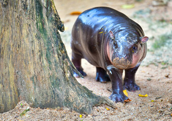 A female dwarf Pygmy hippo in Khao Kheow Open Zoo in Chonburi Thailand	