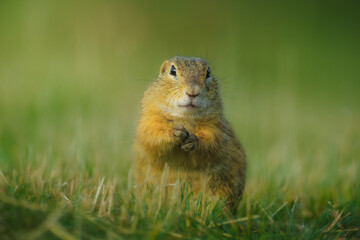 cute ground squirrel in the meadow
