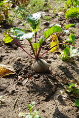 Burak na polu © Pawel Szypula