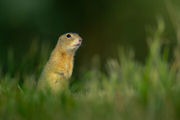cute ground squirrel in the meadow