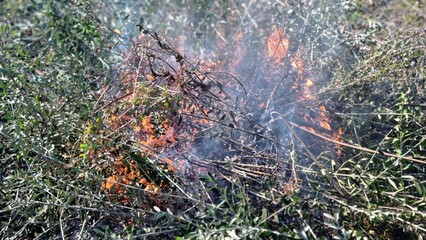 fire in the forest