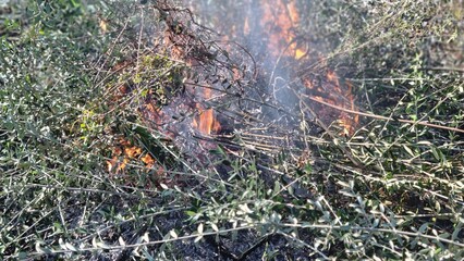 Burning dry branches and leaves in an open field, with smoke rising visibly