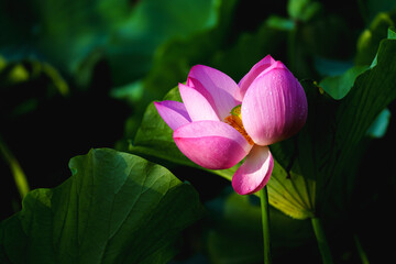 Chinese beauty: Pink lotus blooming in sunlight with green leaf