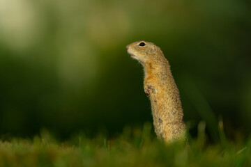 cute ground squirrel in the meadow