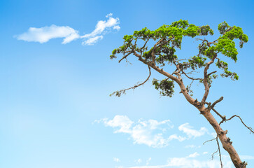 Bright portrait view of the iconic Mediterranean shape of an korean pine tree against vibrant blue sky in Incheon, Korea