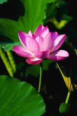 Obraz premium Chinese beauty: Pink lotus blooming in sunlight with green leaf