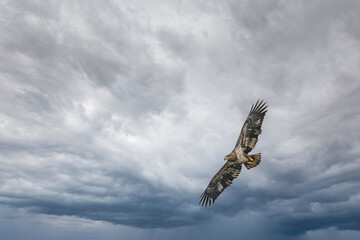 Juvenile American Bald Eagle Soaring with Storm Clouds Approaching