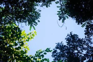 Bright Canopy Framing Clear Sky in Lush Tropical Forest View