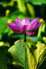 Obraz premium Chinese beauty: Pink lotus blooming in sunlight with green leaf