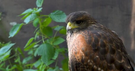 A hawk held in captivity in Tlajomulco, Jalisco