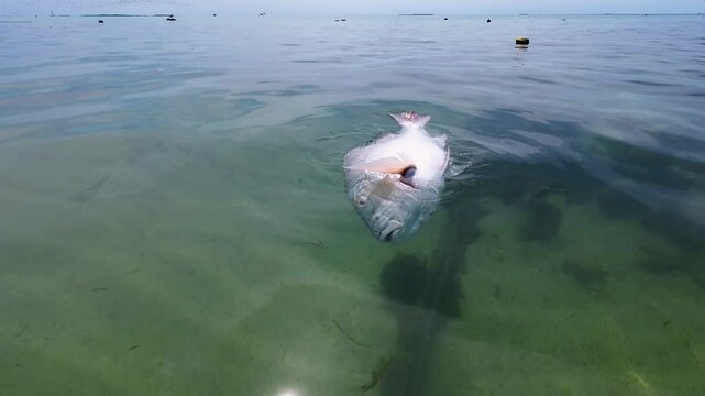 A Dead mutton Snapper Fish Floats In caribbean Sea Water, Venezuela. Close up