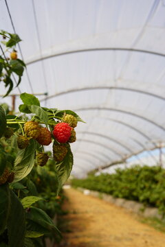 cultivo de frambuesa en invernaderos de Huelva