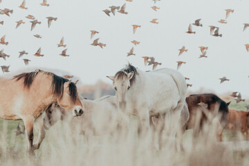 Konik horses and birds in the dunes © Anne