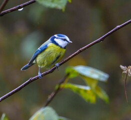 Vibrant blue tit perched on a branch in a lush garden setting, showcasing its colorful plumage
