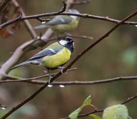Obraz premium Great tit perched on a branch with blurred background