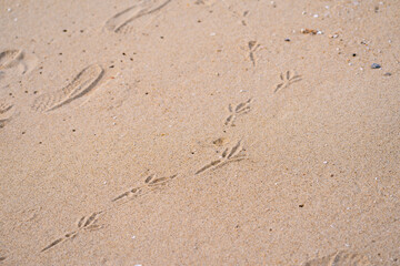 砂浜に残る鳥の足跡と人の靴跡