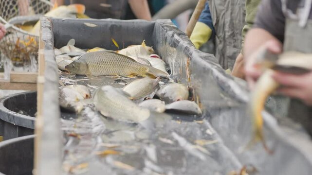 Fishermen sorting freshly caught fish on sorting table