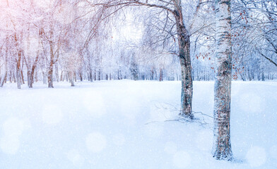 Winter forest landscape - frosty trees in winter forest in the sunny morning. Tranquil winter forest nature lit by soft morning sunlight