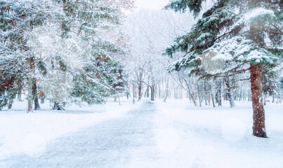 Winter Christmas panoramic landscape, winter park alley under light snowfall. Snowy spreading winter trees in the city park under falling snowflakes