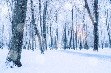 Winter wonderland Christmas landscape with snowy trees along the winter park alley and shining lanterns in the evening, winter wonderland landscape with light snowfall