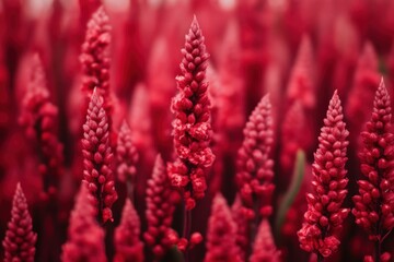 Obraz premium 赤い花が咲き誇る花畑の中で自然の美しさが広がる景色