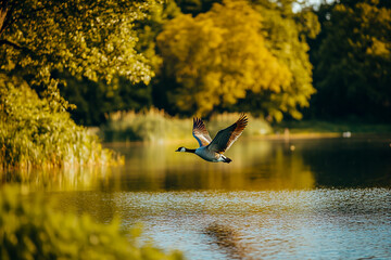A wide-angle shot of geese over a calm lake on a sunny day, with vibrant green grass and natural scenery in the background.