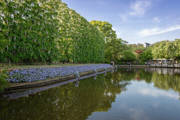 Fototapeta premium Japanese wisteria trellises in bloom , reflection on the calm lake, Ashikaga flower park on the spring festival time
