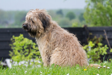 Catalaanse herder / Gos d'atura Catala Reu