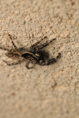 little jumping spider macro photo