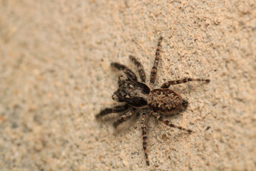 little jumping spider macro photo
