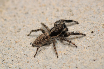 little jumping spider macro photo