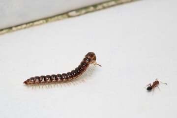 photo in scenic greenhouse millipede	