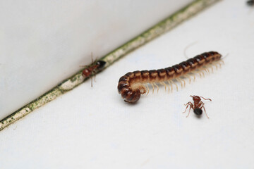 photo in scenic greenhouse millipede	