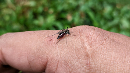 Close-up of Striped mosquito feeding on blood on human skin. Mosquitoes are carriers of dengue fever and malaria. Selective focus
