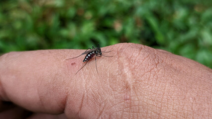 Close-up of Striped mosquito feeding on blood on human skin. Mosquitoes are carriers of dengue fever and malaria. Selective focus