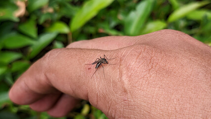 Obraz premium Close-up of Striped mosquito feeding on blood on human skin. Mosquitoes are carriers of dengue fever and malaria. Selective focus