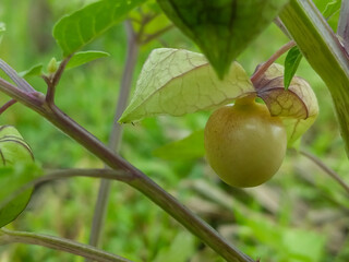 Close-up of a ripe physalis fruit encased in a delicate, veined husk. The vibrant green background enhances the natural beauty and unique texture of this cape gooseberry plant.