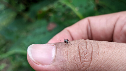 Close-up of Striped mosquito feeding on blood on human skin. Mosquitoes are carriers of dengue fever and malaria. Selective focus