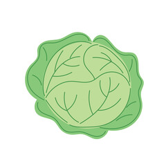 Cabbage isolated vector. Cartoon Cabbage illustration on White Background.