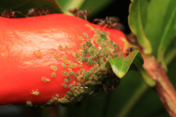 harmful aphid insect macro photo	