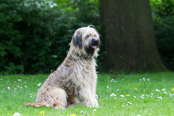 Catalaanse herder / Gos d'atura Catala Reu