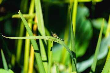 Dragonfly standing on the leaf by lakeside in sunlight
