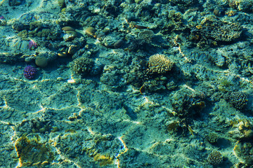 Fototapeta premium Red Sea Surface. Marine Background. Copy Space