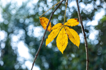 Obraz premium Foglie